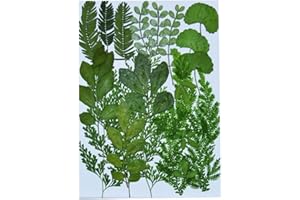 UOKWIWI Real Dried Pressed Flowers Assorted Colorful Daisies Leaves Hydrangeas for Art Craft DIY - 1 Pack Size 11