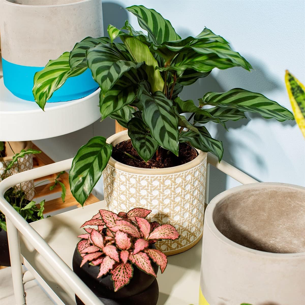 Sass & Belle Rattan Weave Concrete Planter, Beige - Image 4