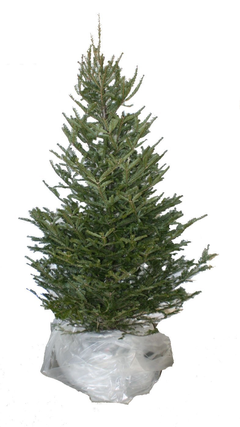 Christmas Tree Disposal and Storage Bag Fits Trees to 7Feet Buy
