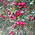 Palm Beach Medicinal Herbs - Wild Hawthorn (Crataegus monogyna) - Packet of 10 Seeds