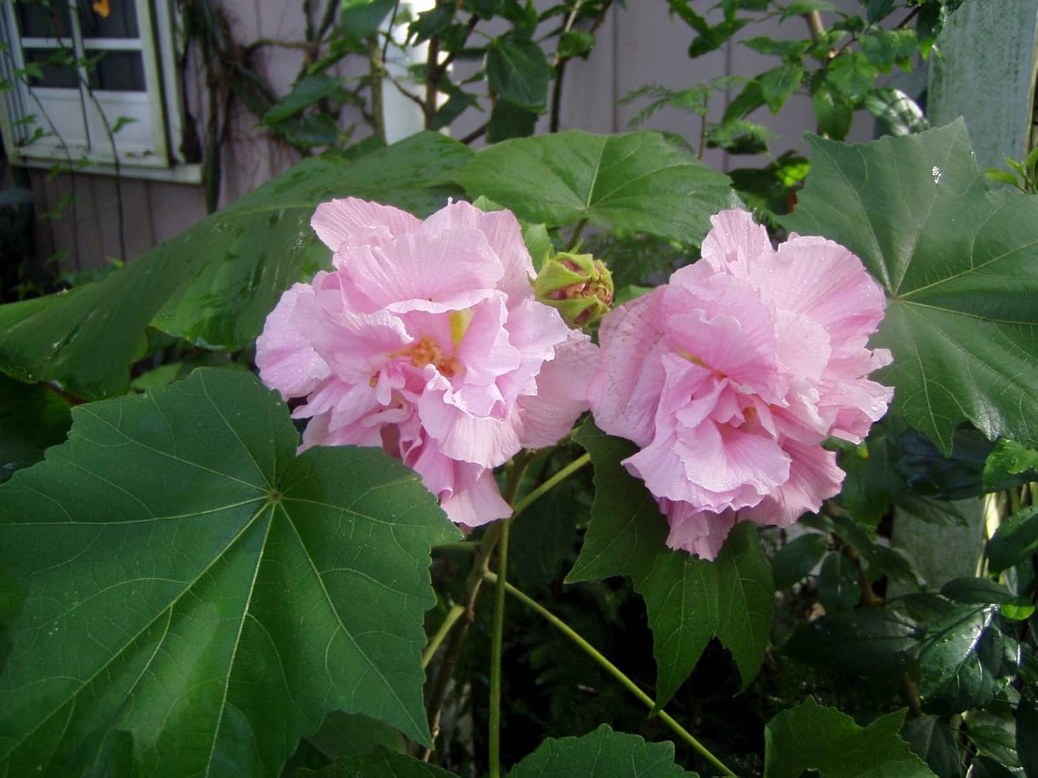 Confederate Cotton Rose Hibiscus Mutabilis Double Seeds Patio Lawn Garden Gardening