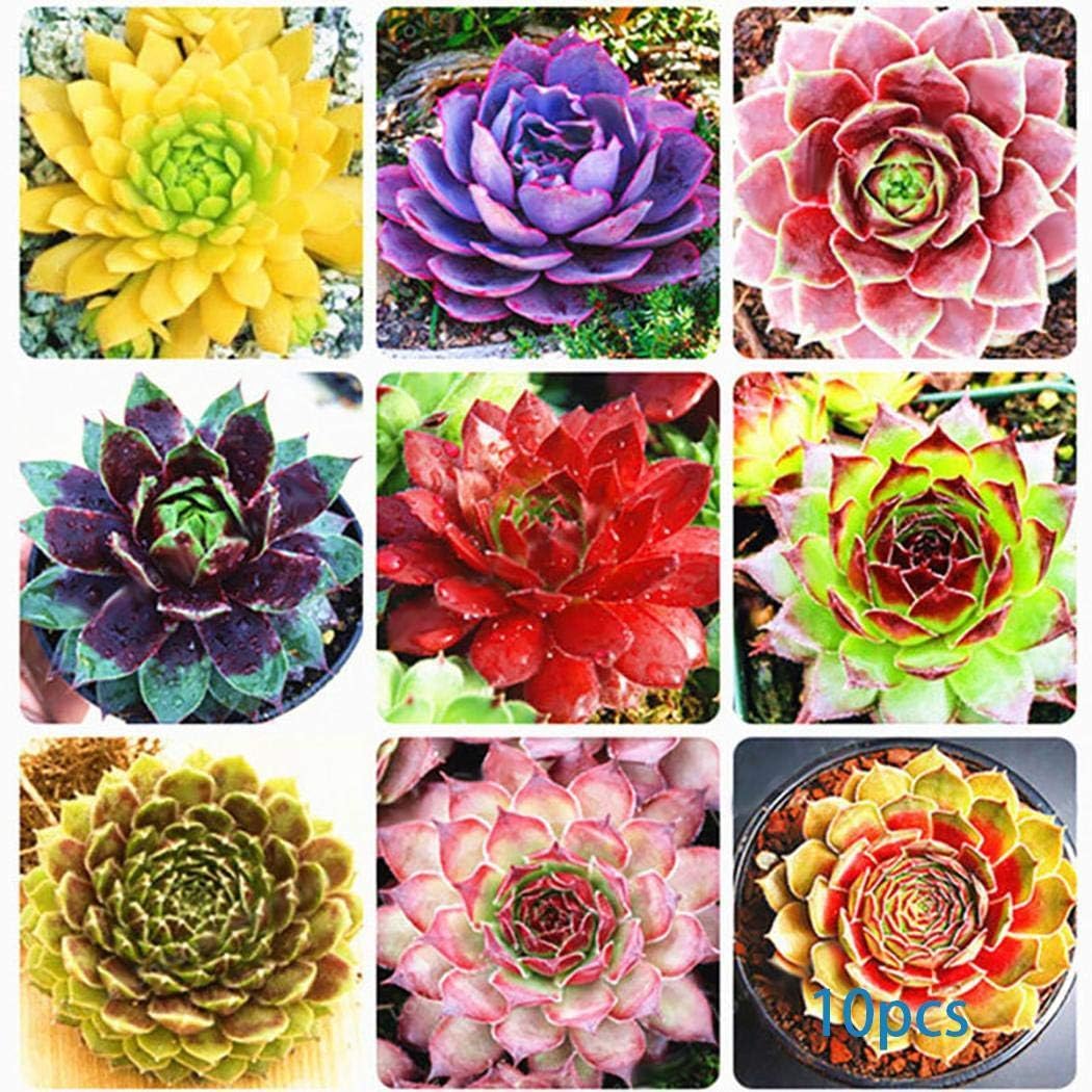 Carsge Garden - Multicolour Succulents Seeds New Nice Adorable Flower Fragrant Blooms Flowers Seed