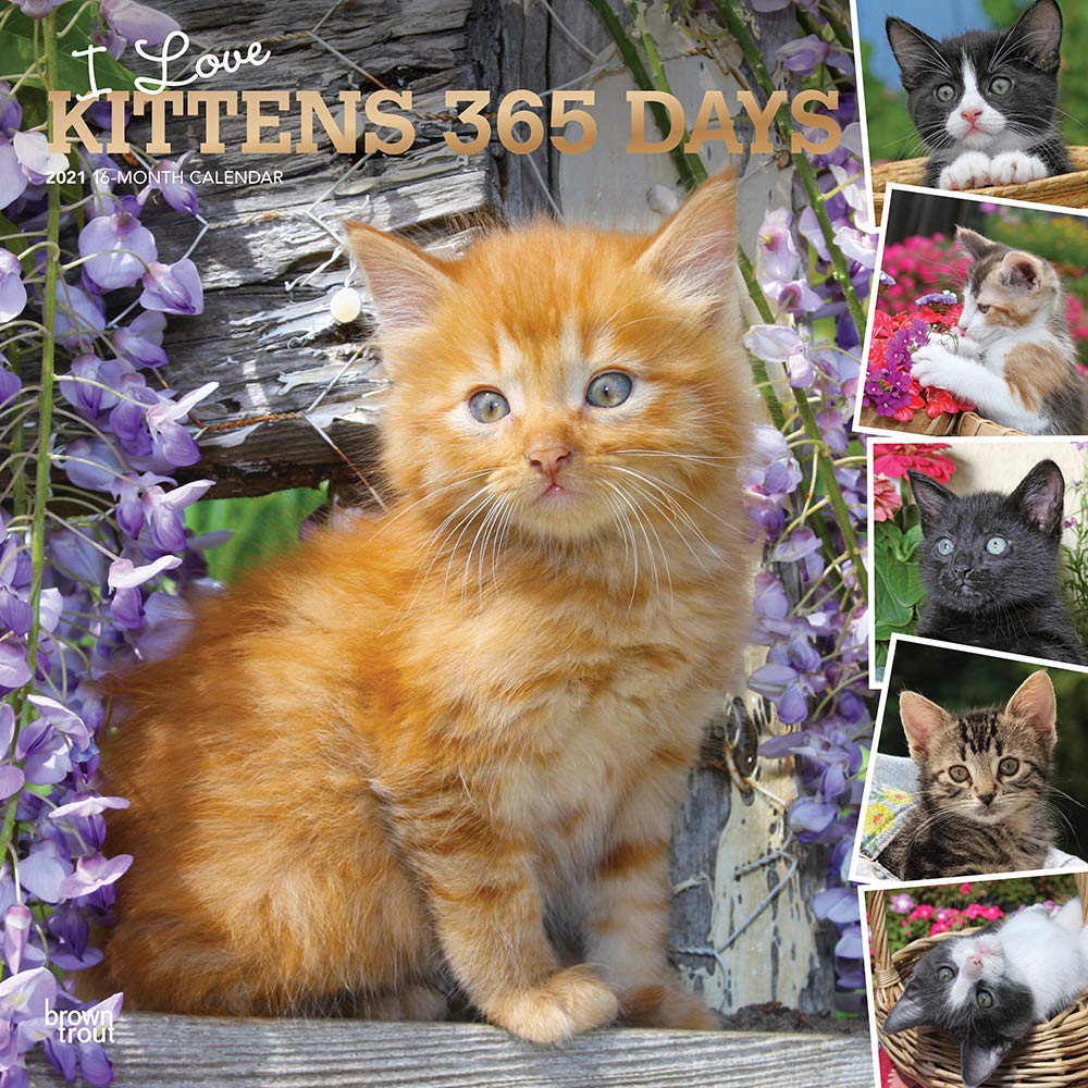 I Love Kittens 365 Days 21 12 X 12 Inch Monthly Square Wall Calendar With Foil Stamped Cover Animals Cats Kittens Feline Browntrout Publishers Inc Browntrout Publishers Editing Team Browntrout Publishers Design