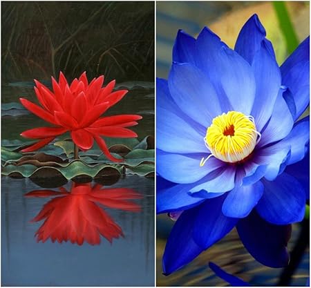 Creative Farmer Flower Seeds : Lotus Flower Seeds Red & Blue Colors Seeds For Kitchen Gardening 15 Seeds- Organic Garden Garden [Home Garden Seeds Eco Pack] Plant Seeds