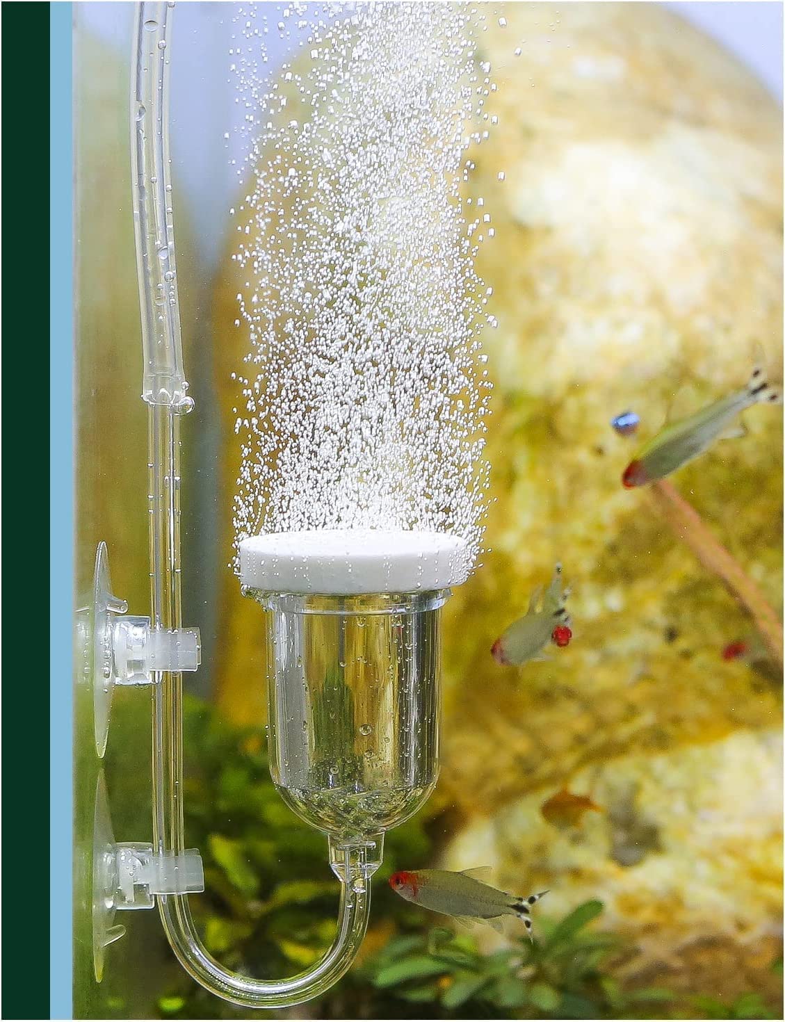 Photo 1 of boxtech Aquarium Air Stone, Fish Tank Bubble Diffuser High Dissolved Oxygen Airstones for Air Pump Accessoriess with 1 Check Valve, 2 Suction Cup for Aquarium Pond Hydroponic