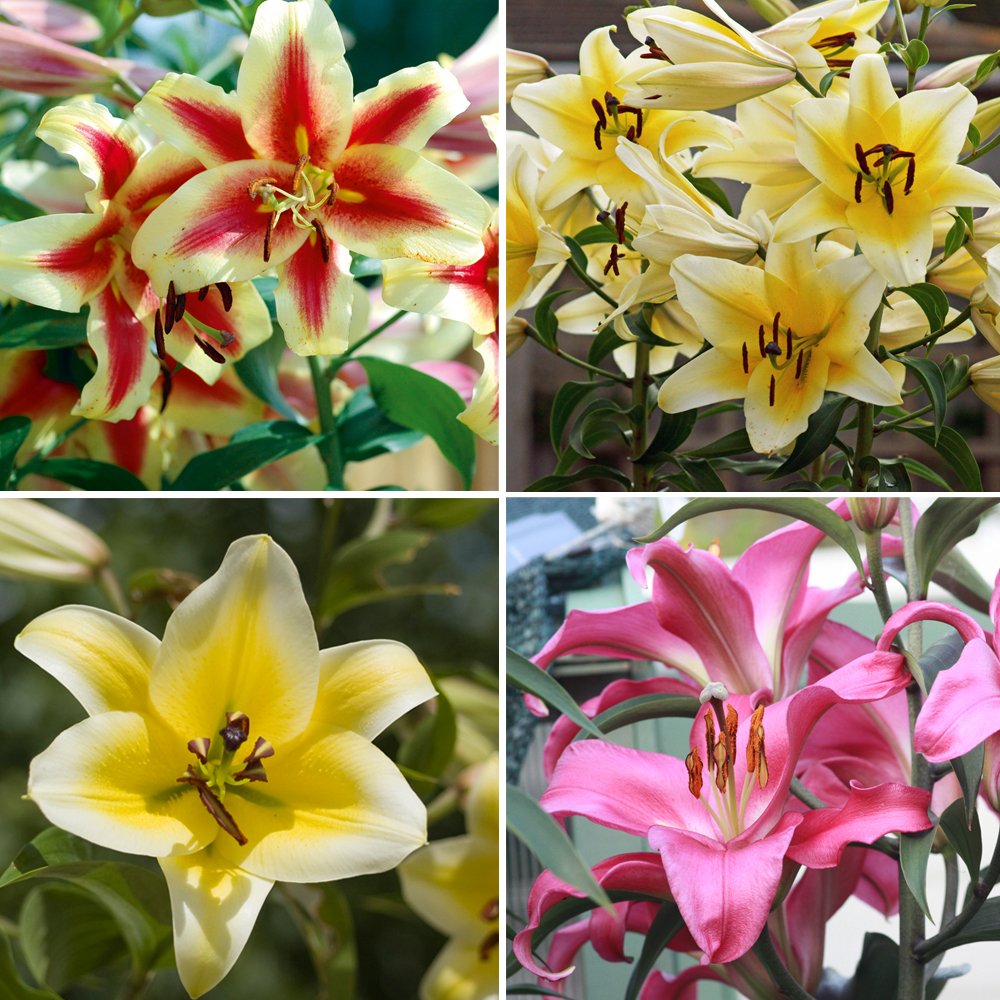 Tree Lily Bulbs Giant Outdoor Plants, Yield Large Oriental Lilies