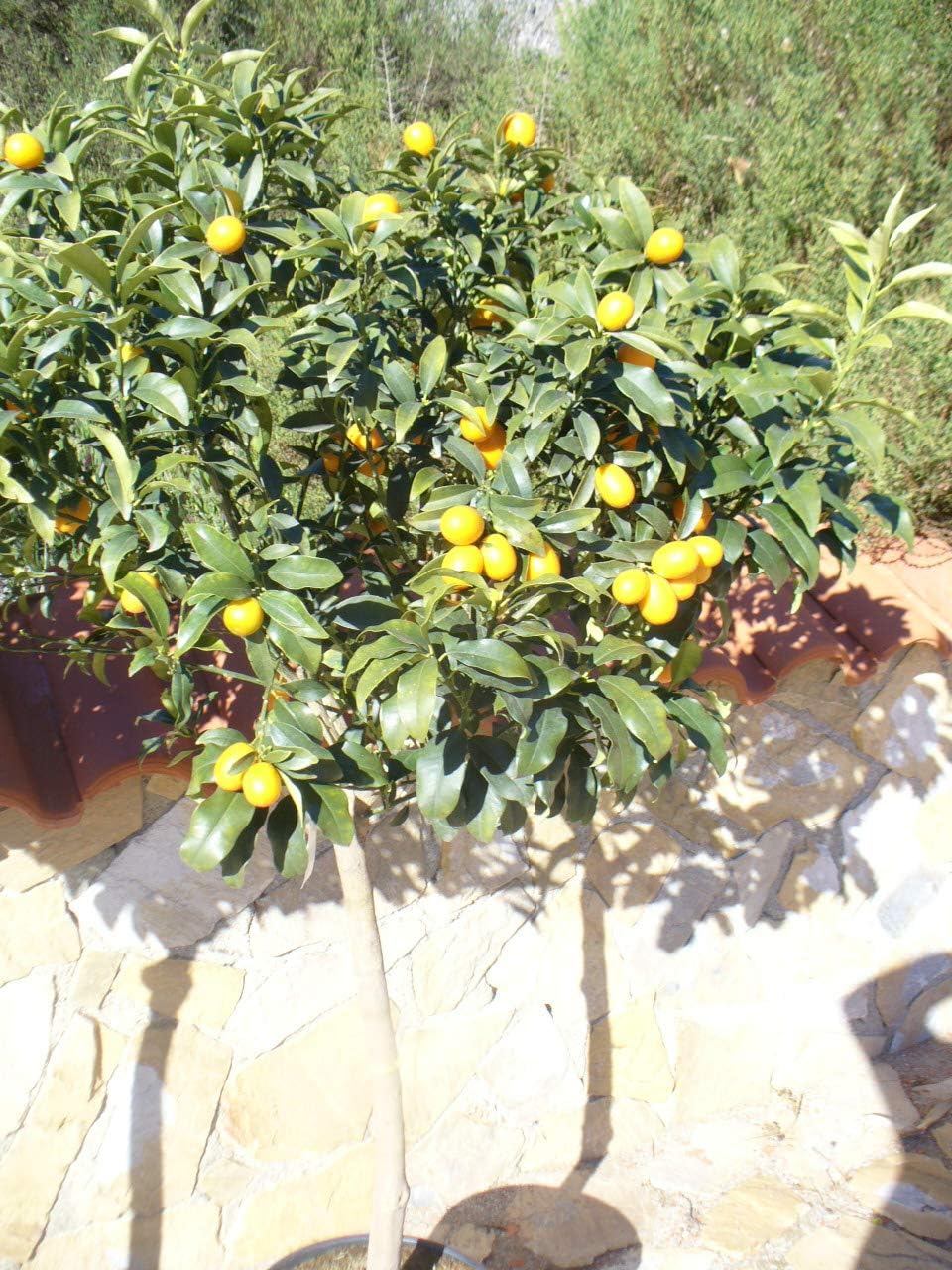 Kumquat/Citrus fortunella