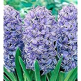 5 Delft Blue Hyacinth Bare Root Bulbs Bulbs Only