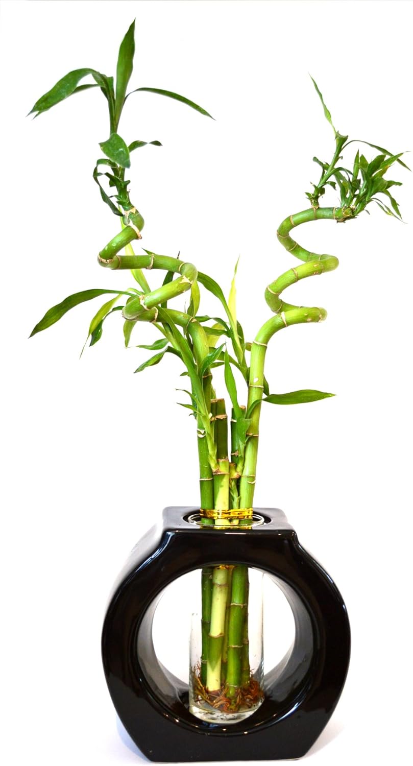 FREE SHIPPING Live Spiral 6 Style Huge 24 Lucky Bamboo Plant Arrangement with 8 Tall Black Vase