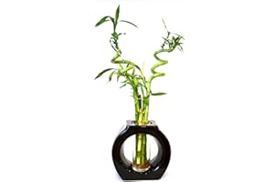 9GreenBox - Lucky Bamboo - Spiral Style 8’’ Tall Hollow Ceramic Vase