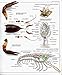 Ultimate Visual Dictionary