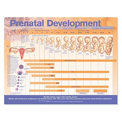 Tsart ng Pag-unlad ng Prenatal Fetal