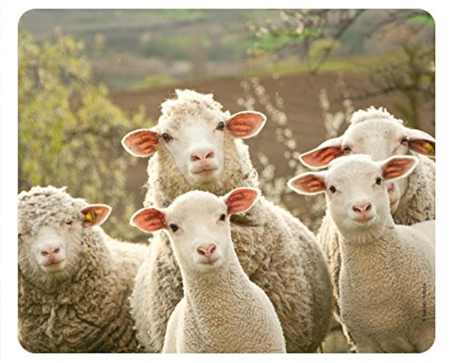 Funny Sheeps Animal Mousepad/Mouse mat Made of Extremely Tear-Resistant Special Rubber with a Strongly Adhesive Underside for an Optimal Hold (No. 90)