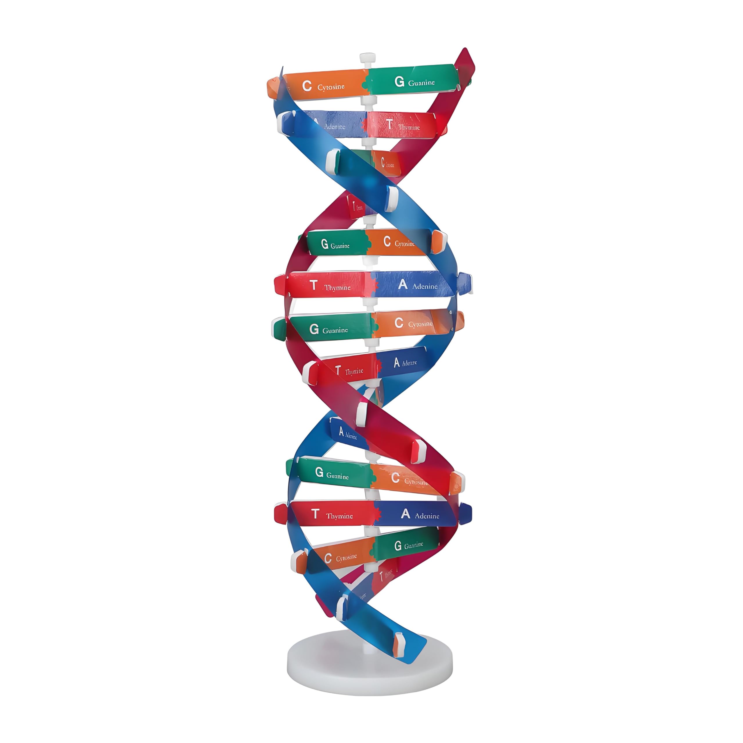 Human DNA Model Colorful Double Spiral Assemble Model Science ...