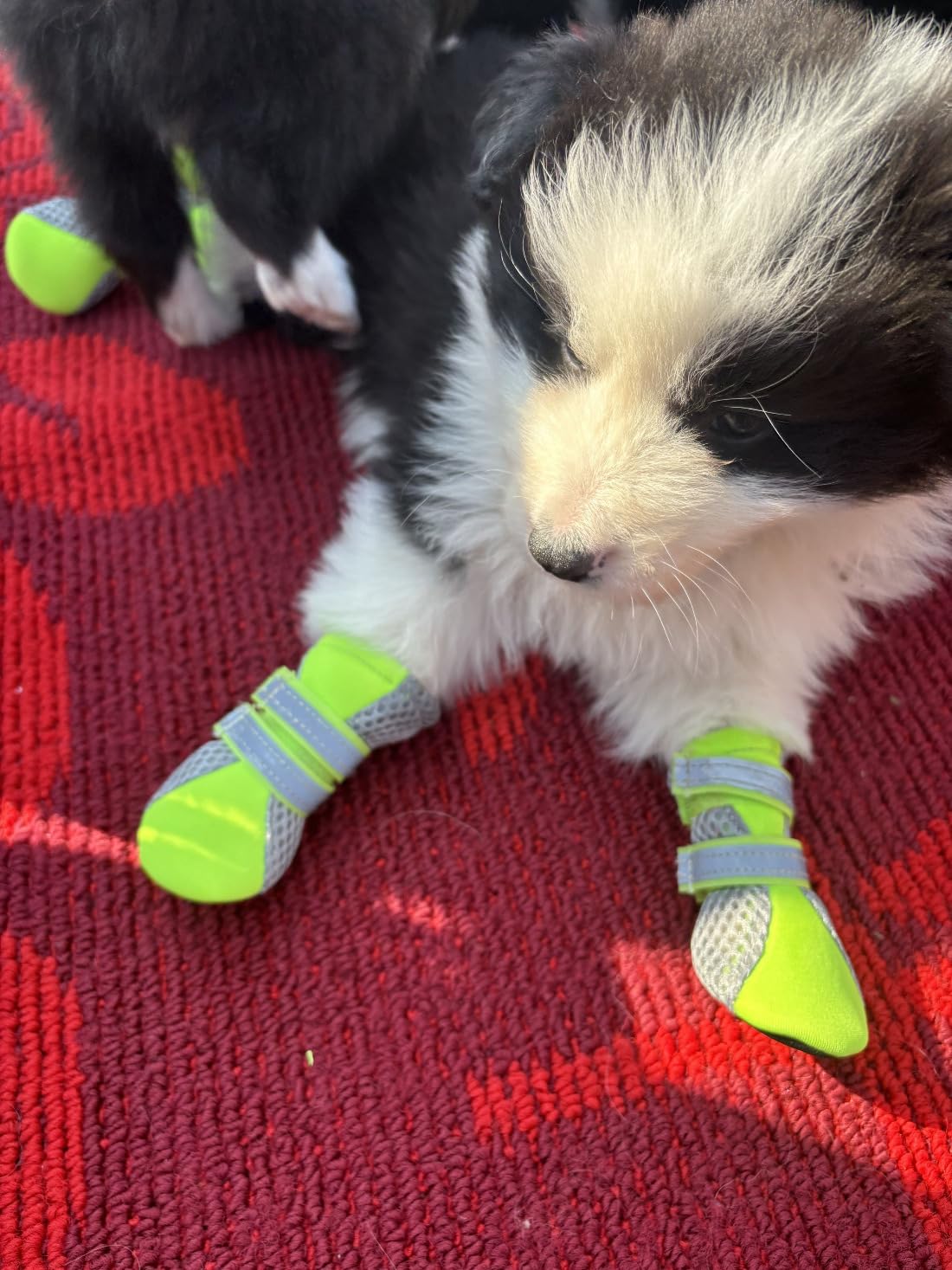 Photo 1 of LONSUNEER Puppy Soft Sole Nonslip Mesh Boots, with 2 Reflective Straps, Inner Width 1.6 Inch, Set of 4, Bright Green