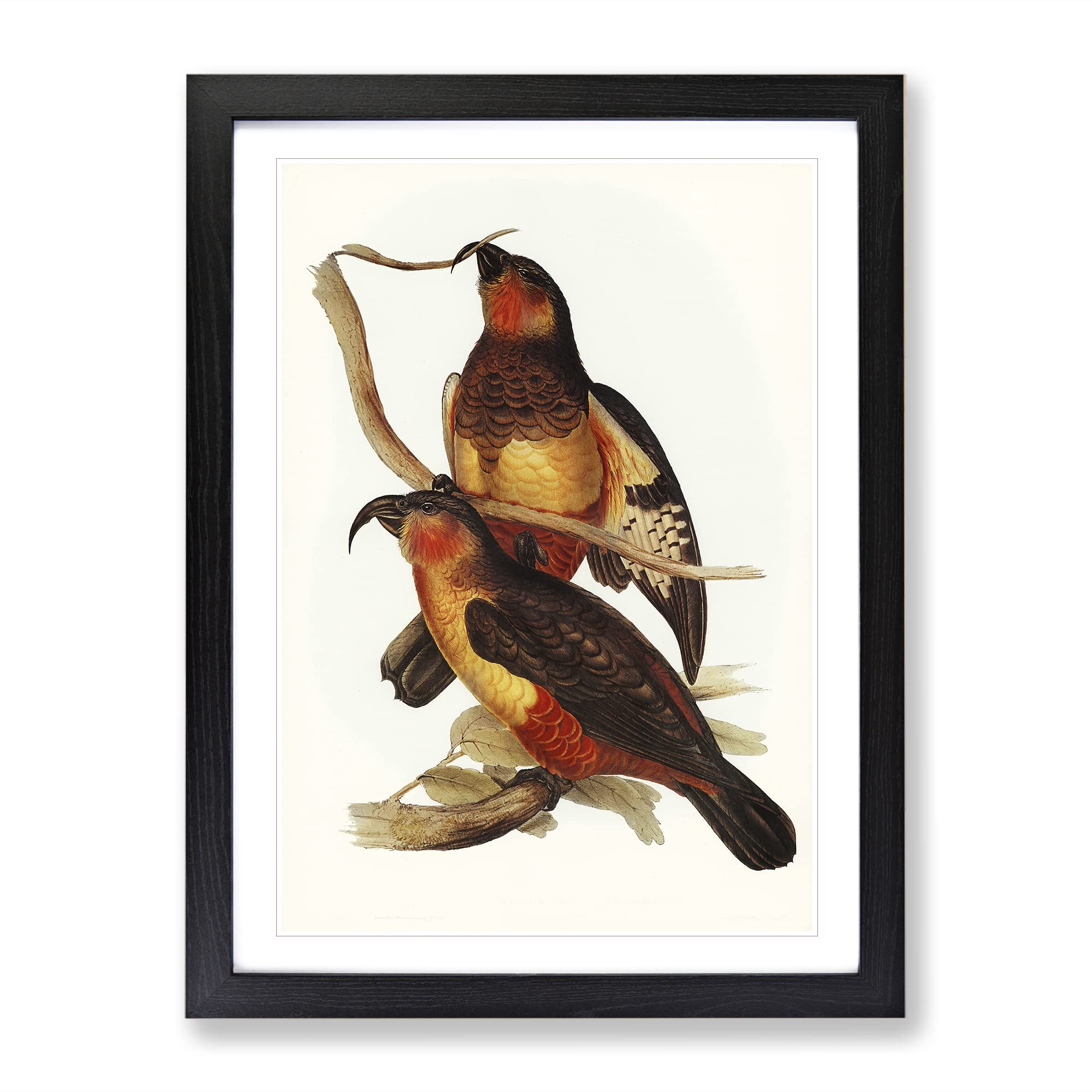 Philip Island Parrots By Elizabeth Gould Vintage Framed Wall Art Print, Ready to Hang Picture for Living Room Bedroom Home Office Décor, Black A3 (34 x 46 cm)