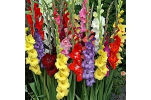 WILLARD & MAY Mixed Gladiolus Flower Bulbs - 50 Bulbs Assorted Colors