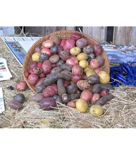Amazon.com: Russet Burbank Seed Potatoes, 5 lbs. (Certified