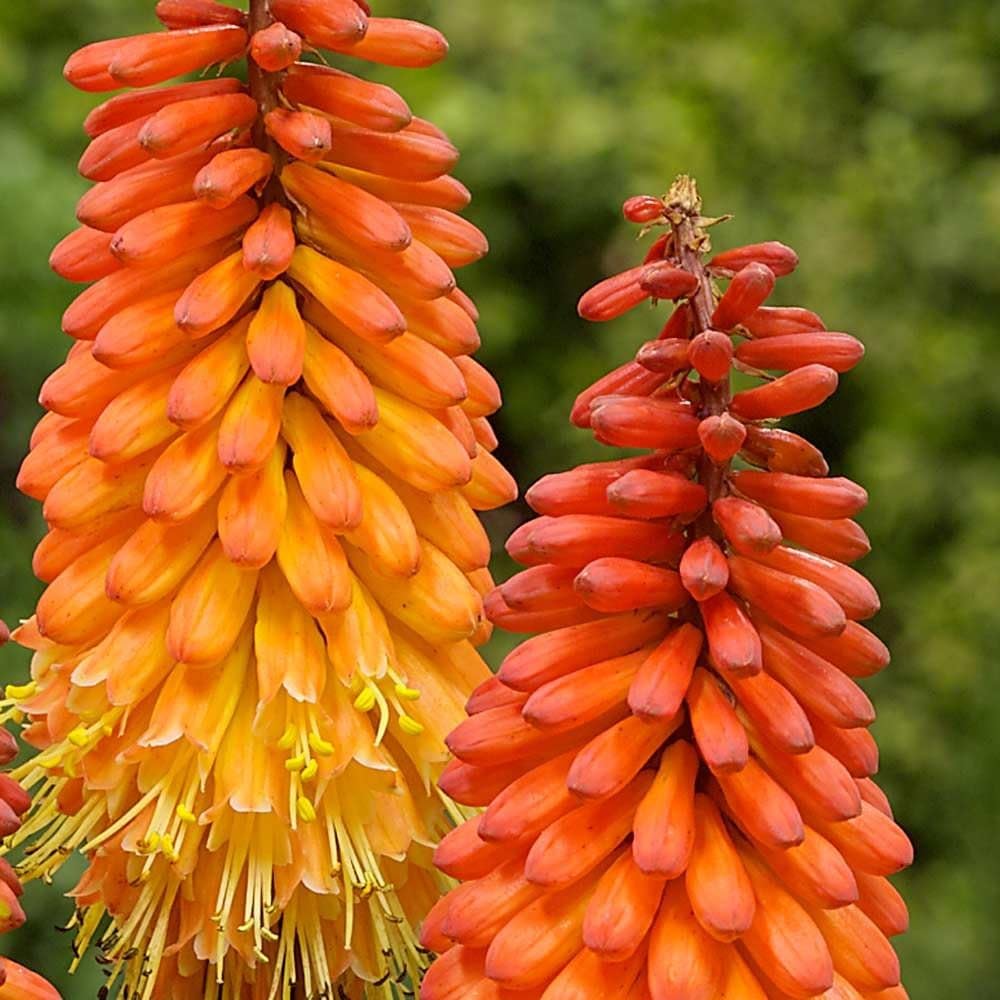 Kniphofia Alcazar Plant in a 17cm Pot Red Hot Poker