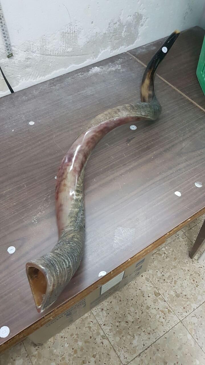 Venta para yemenite shofar Kudu Cuerno chofar 124,5 cm (125 cm) mitad