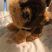 jake my jumpin yorkie