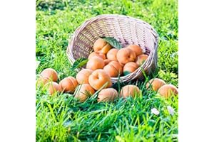 20 Pcs Apricot Seeds Strong Adaptability Good Grow Fruit Seeds Indoor Outdoor Available Fruit Seeds Easy to Plant Germinate B
