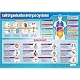 Cell Organization & Organ Systems Poster - EXTRA LARGE 33” x 23.5” - Gloss Paper - Science Middle & High School Classroom Decoration - Wall Charts by Daydream Education.