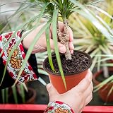 Augshy 150 Pcs 4 Inch Plastic Nursery Pots Seed Starting Succulent Transplant view 6