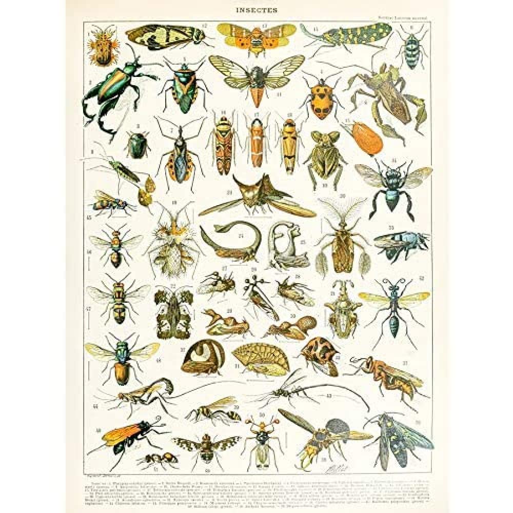 Artery8 Millot Encyclopedia Page Insects Cicada Unframed Wall Art Print Poster Home Decor Premium