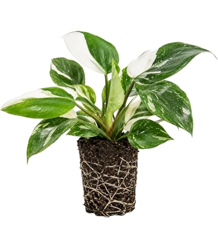 queen marble pothos Marble Queen Pothos Houseplant | Trailing & Hanging Plant main image 0