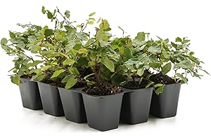 CITRONELLAKING 12 Creeping Fig, Live Plants – Ficus Repens – Fast-Growing & Versatile Climbing Vine in 2.5” Nursery Cubes – Perfect for Living Walls, Topiaries, Ground Cover & Indoor/Outdoor Decor