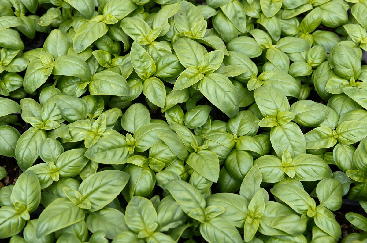 BIO - Albahaca