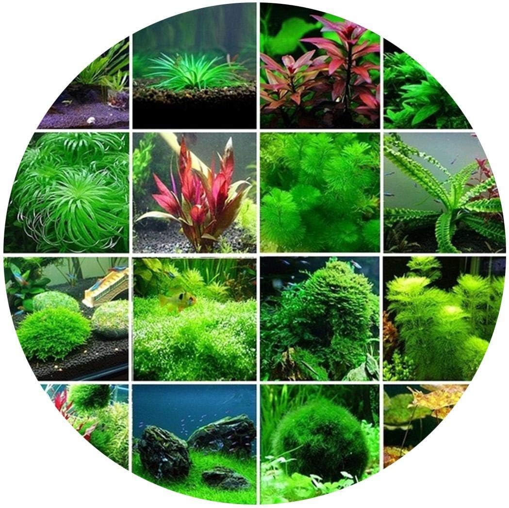 Amazon.com: Lioder Aquarium Grass Plant Seeds West Coast Easy Aquatic ... - 716YYAsQQBL. AC SL1050 