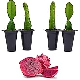 Dragon Fruit Edgar's Baby (4 Pack) | Real Live Fruit Plants for Sale | Rare Exotic Variety | Sweet Edible Fruit | Easy to Grow Live Plants for Organic Gardens. (Edgar's Baby)