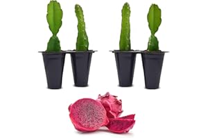 FAM PLANTS Dragon Fruit Edgar's Baby (4 Pack) | Real Live Fruit Plants for Sale | Rare Exotic Variety | Sweet Edible Fruit | Easy to Grow Live Plants for Organic Gardens. (Edgar's Baby)