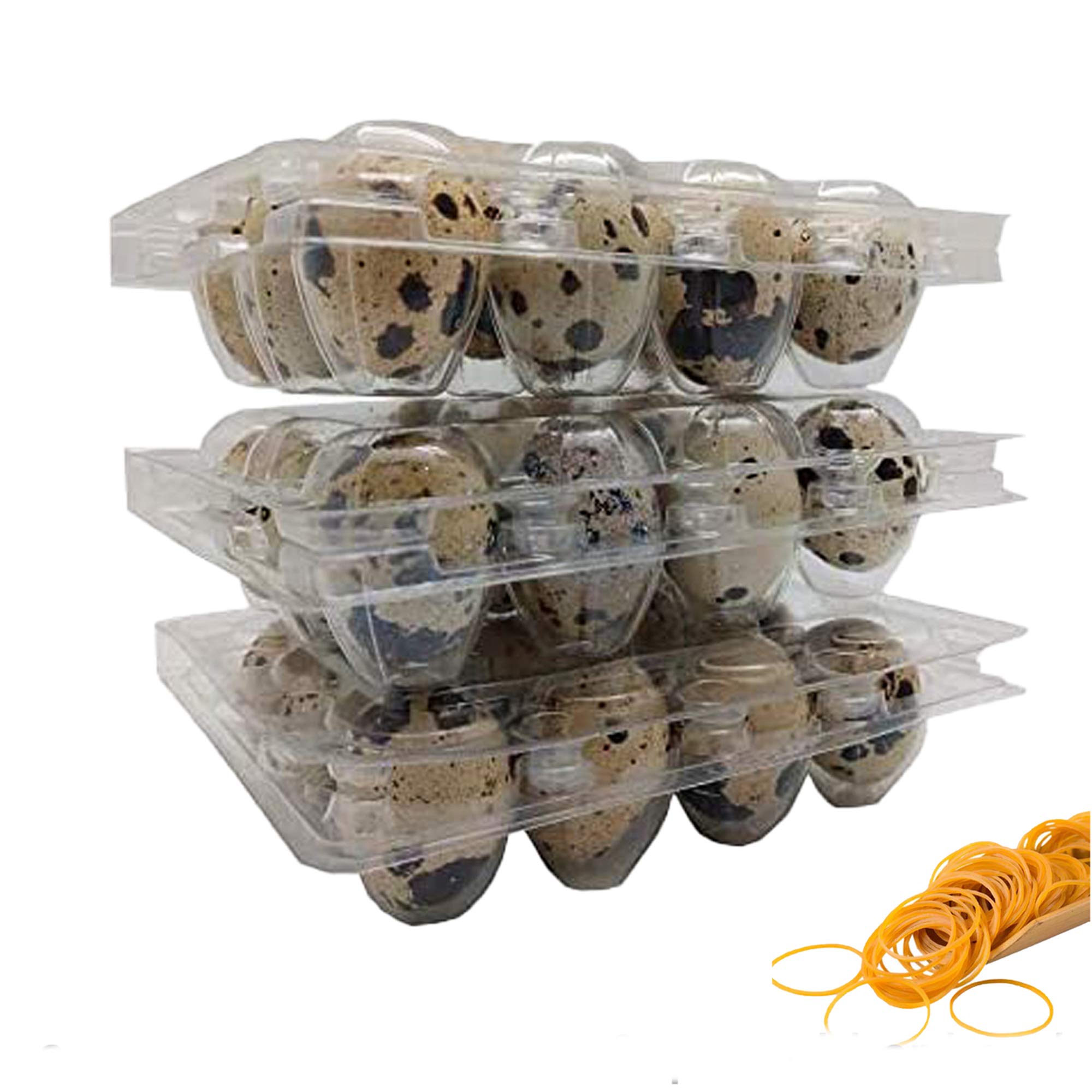 100 Clear 12 Cavity Quail Egg Cartons by Quail Egg Cartons with 100 Pcs