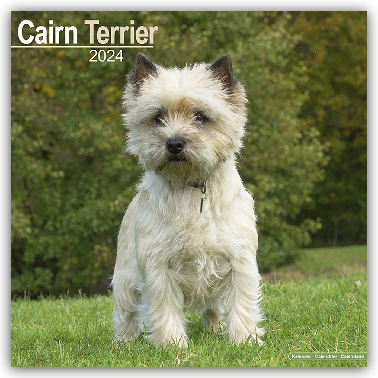 Cairn Terrier Calendar 2024 | Square Dog Breed Wall Calendar - 16 Month