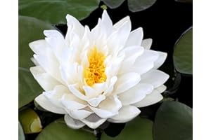 AWESOME AQUATIC Live Hardy Water Lily Tubers Rhizomes Bulb Seed Nymphaea Aquatic Pond Plants Water Gardens Pre-Grown Flower in White Pink Red Yellow Orange Blue Purple (1, Cuts Asst Hardy Lily)
