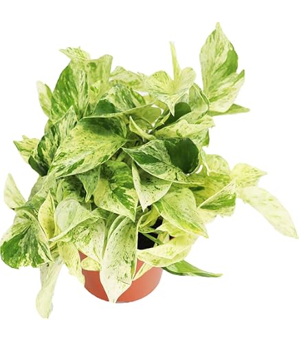 indoor multi plant stand Rustic Multi Tier Plant Stand For Indoor And Outdoor Decor In Garden And  Patio Spaces SITHPS003