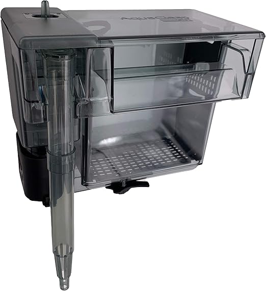 border collie blue heeler corgi mix