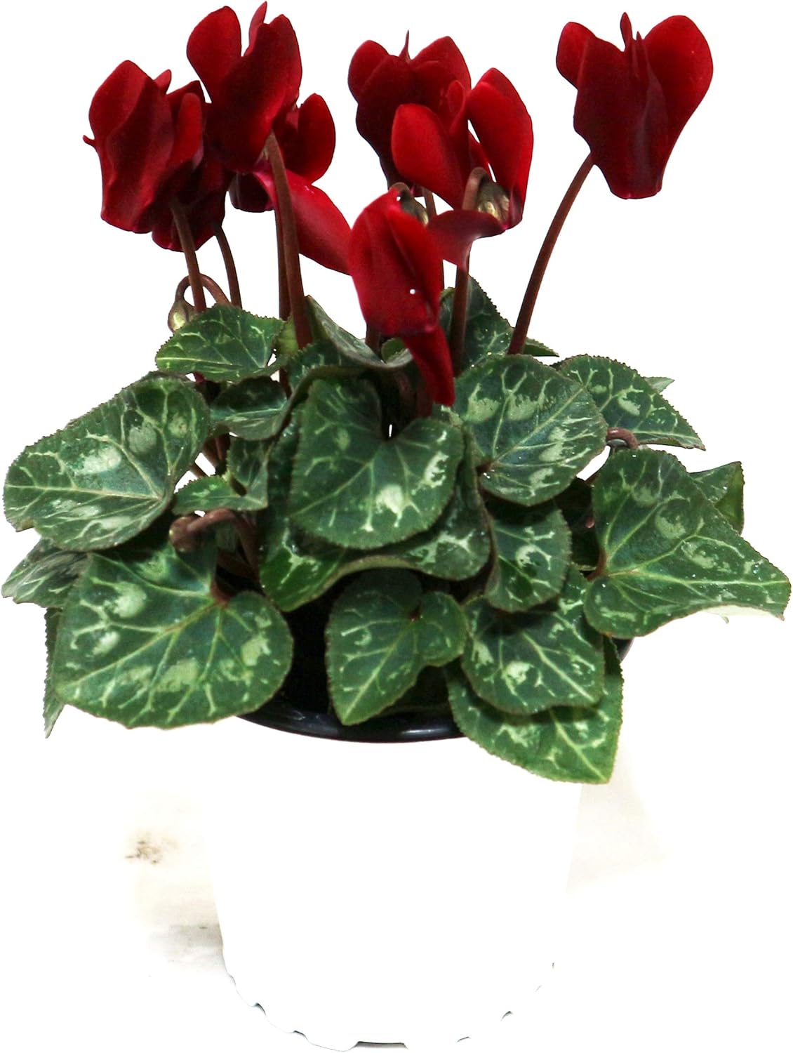 Amazon ガーデンシクラメン ショコラ 軽井沢育ちのお洒落ダークレッド シックな寄せ植え向き 9cmポット 1個 即出荷 プライム送料込み価格 花