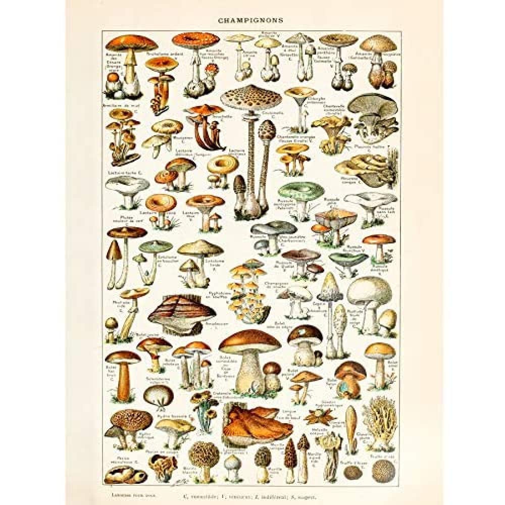 Artery8 Millot 19th Century Mushrooms Encyclopedia Page Unframed Wall Art Print Poster Home Decor Premium