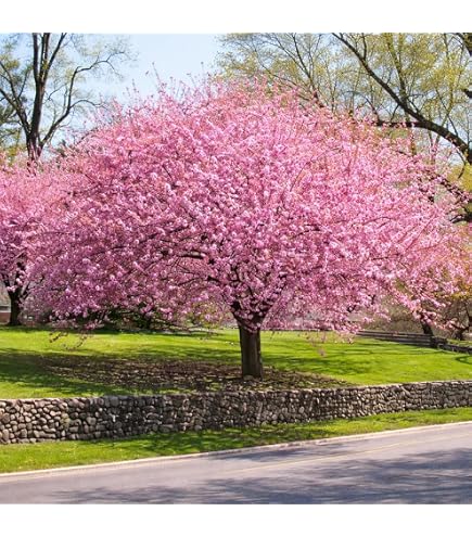 Amazon.com : 12 Japanese Flowering Cherry Blossom Seeds : Patio
