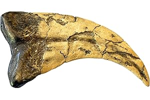 Utahraptor Dinosaur Life Size Raptor Claw Fossil Replica