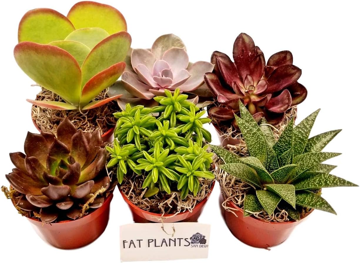 Fat Plants San Diego Live Succulent Plant Variety