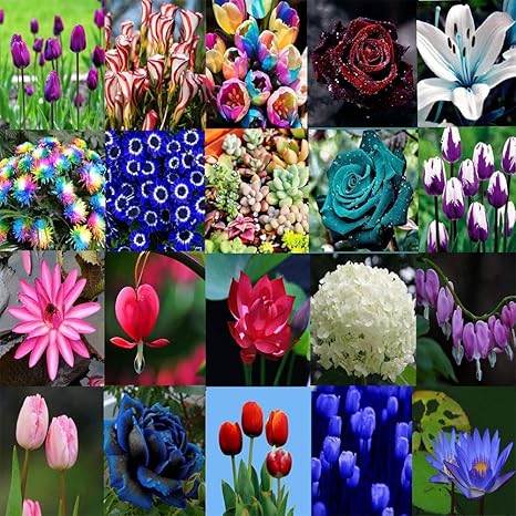 Amazon Co Jp 発芽種子 6ピンクオレンジのチューリップスイセン球根ミックス春のフラワーガーデンハーディperennia球根 ホーム キッチン