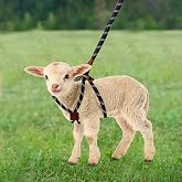 HRYOML Goat Harness &amp; Leash, Adjustable Step-in Sheep Harness, Goat Accessories, Livestock Halter Supplies for Goats and Sheep (Large)