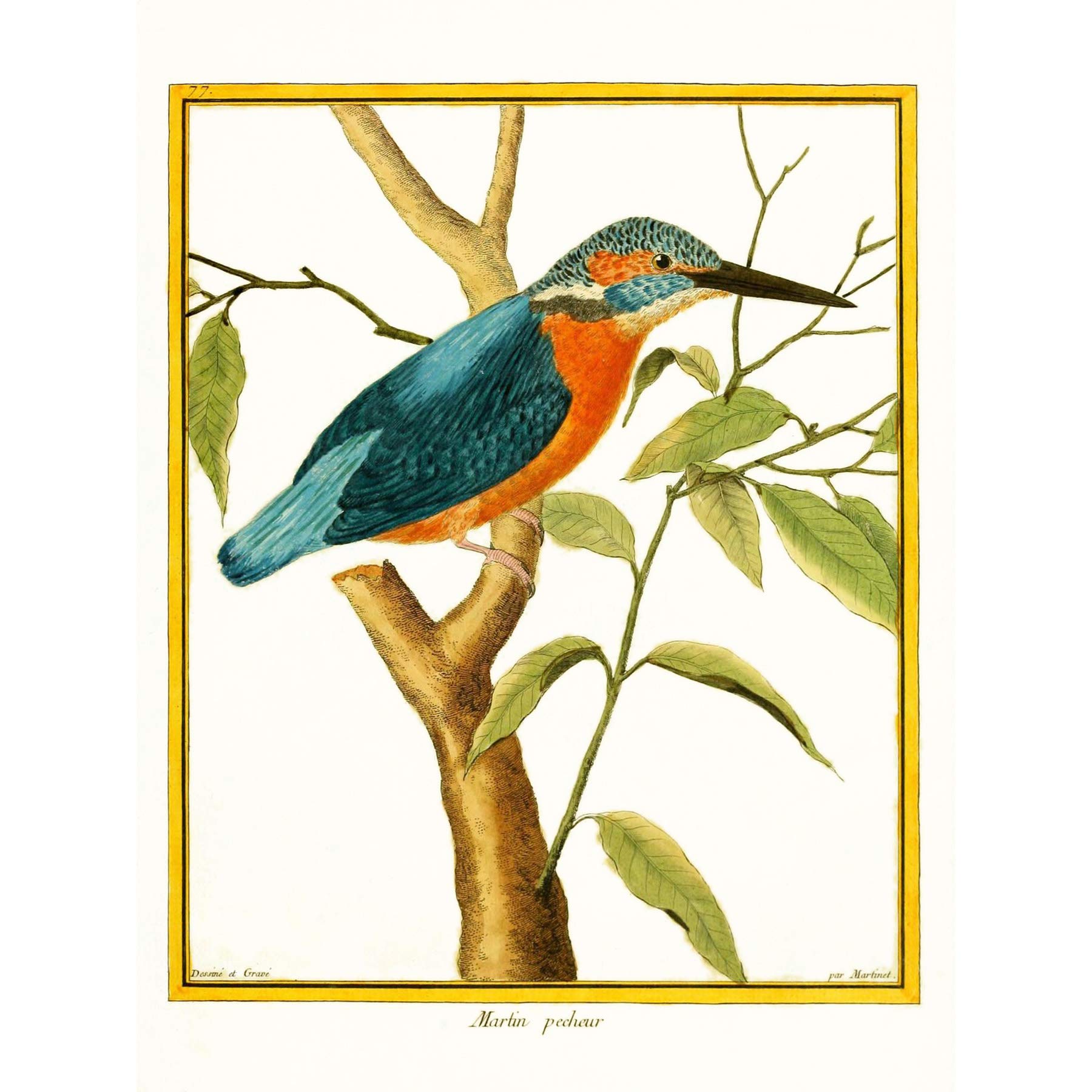 Bird Common Kingfisher Martin Pecheur Large Wall Art Print Canvas Premium Poster