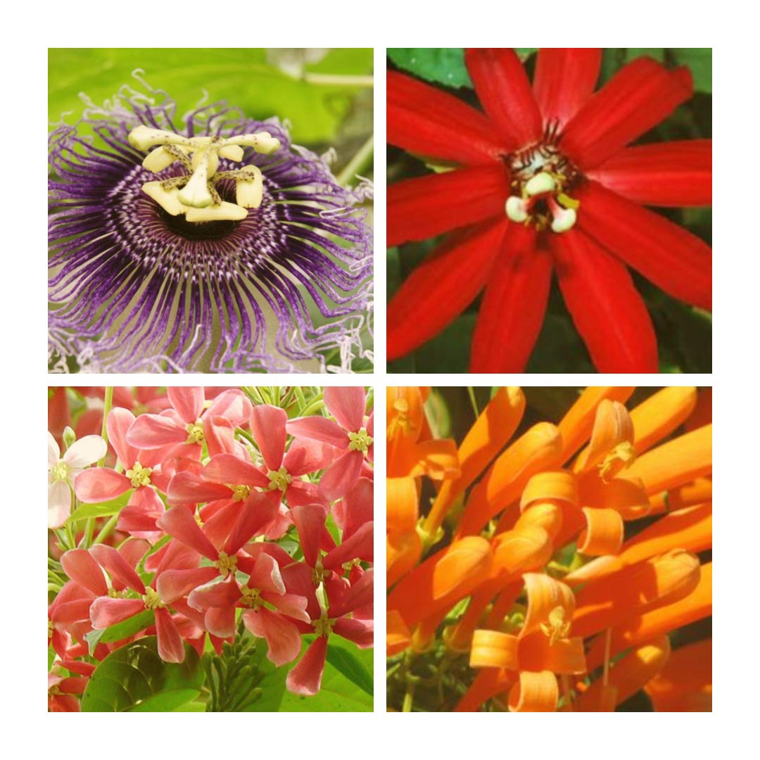 Get Passion Flower Red Passion Flower Purple Flaming Trumpet Rangoon For iPhone Free Get Wallpaper Passion Flower Red Passion Flower Purple Flaming Trumpet Rangoon For Android