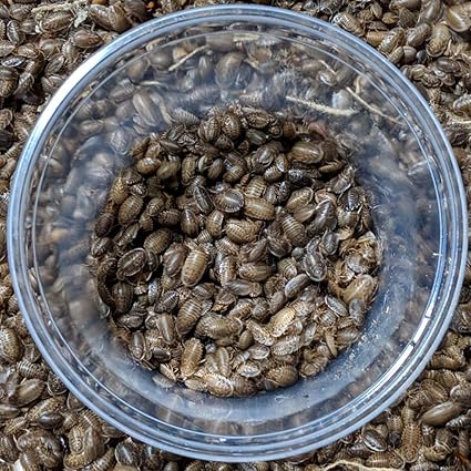 Amazon Com Dbdpet Premium Live Dubia Roaches 1 001ct Small